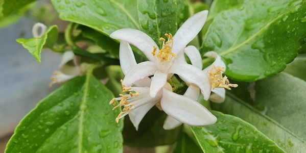 Déjate envolver por la fragancia de Flor de Naranjo en doccatalonia.com