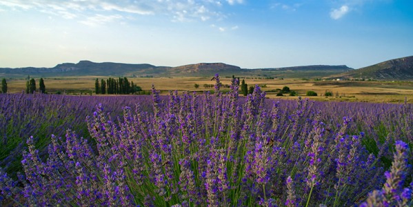 Relájate y revitaliza tus espacios con la fragancia de Lavanda en doccatalonia.com